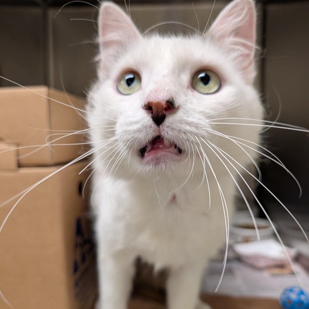Ralph, Adoptable, Adult Male Domestic Medium Hair.