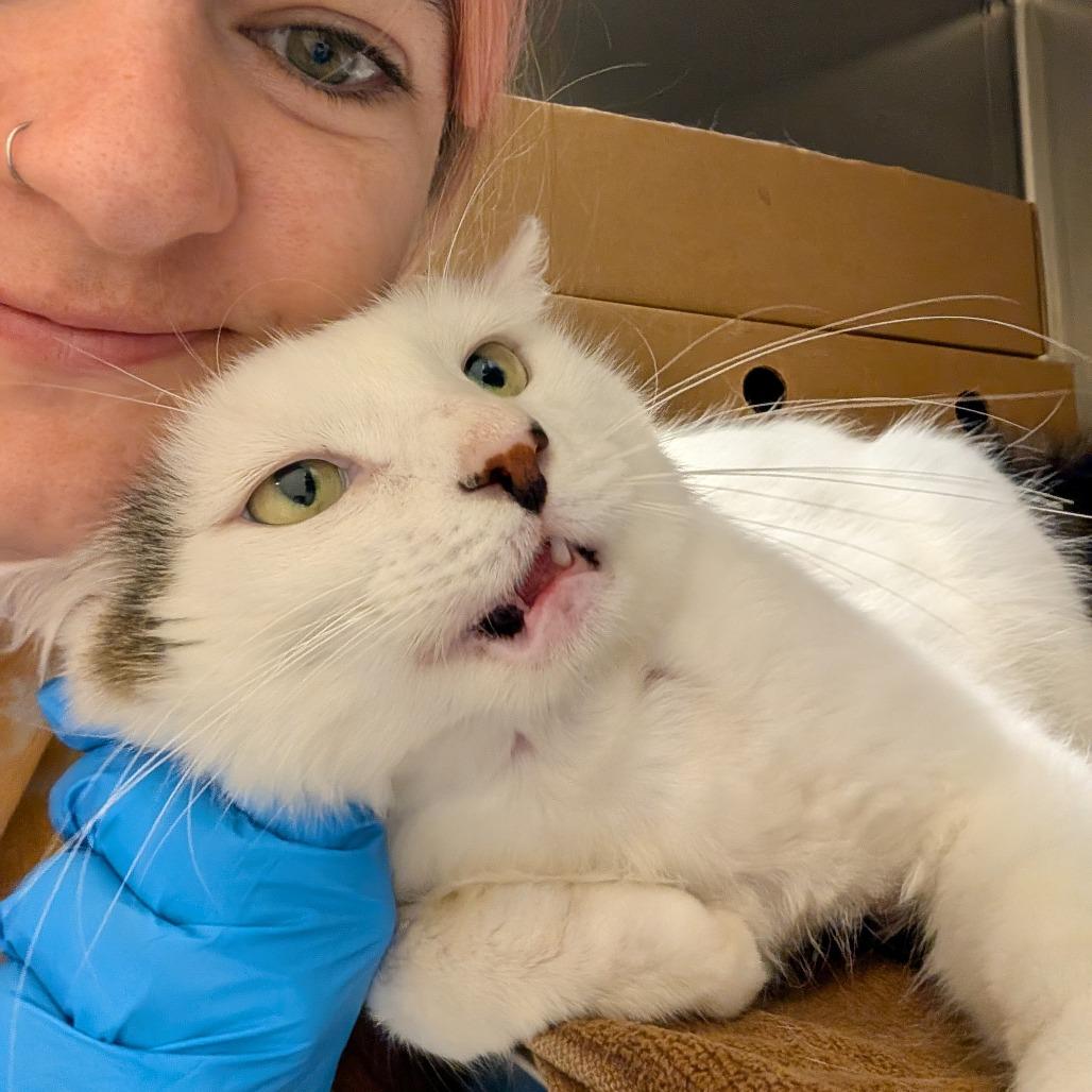 Ralph, a Adoptable Domestic Medium Hair in Novelty, OH image 2/6
