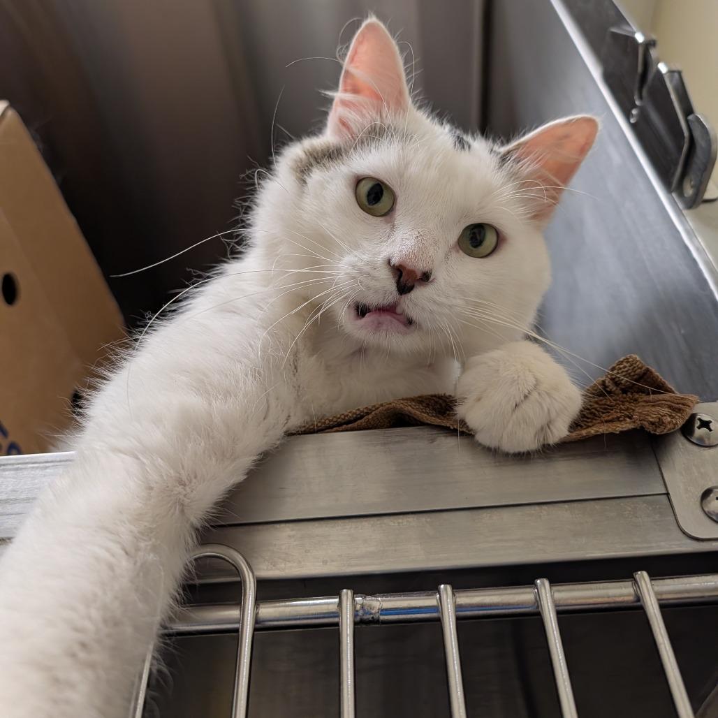 Ralph, a Adoptable Domestic Medium Hair in Novelty, OH image 3/6