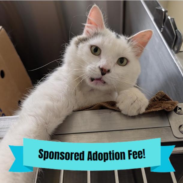 Ralph, a Adoptable Domestic Medium Hair in Novelty, OH image 4/6