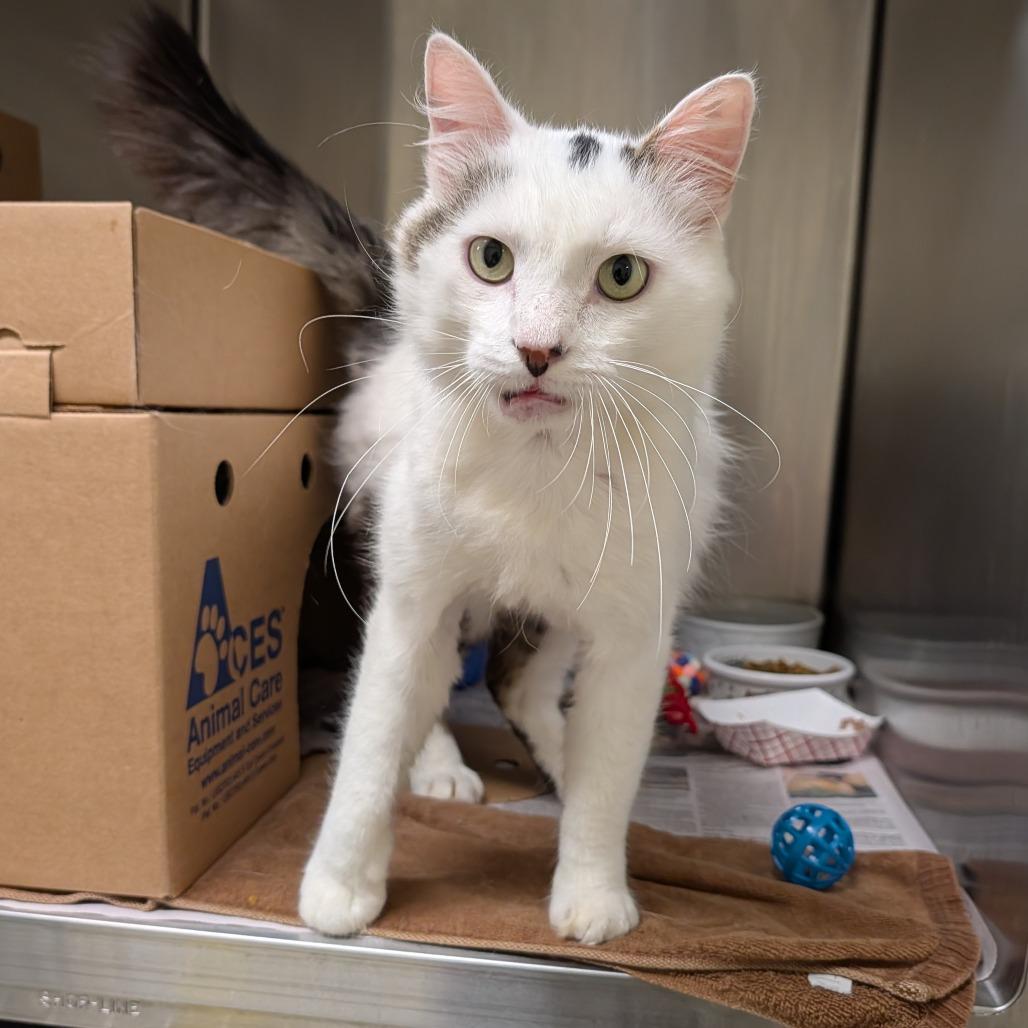 Ralph, a Adoptable Domestic Medium Hair in Novelty, OH image 5/6