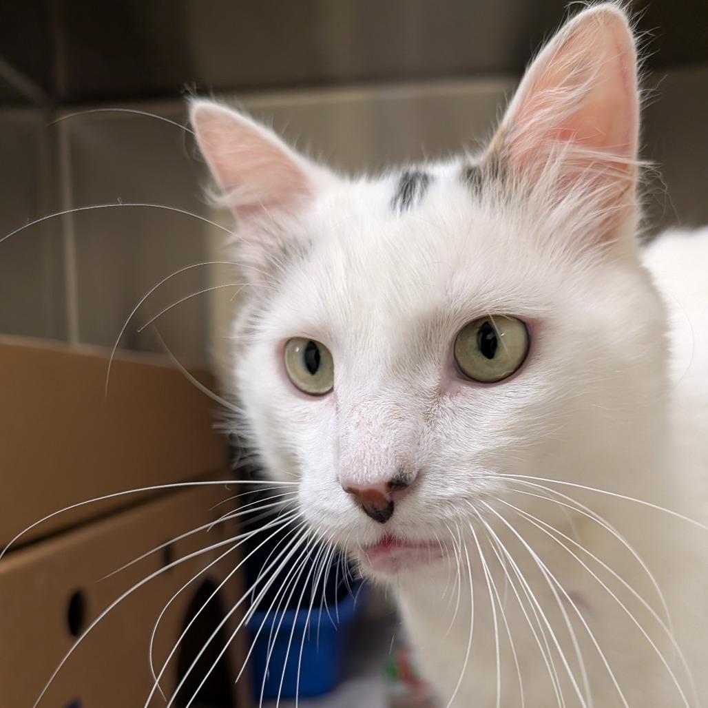 Ralph, a Adoptable Domestic Medium Hair in Novelty, OH image 6/6