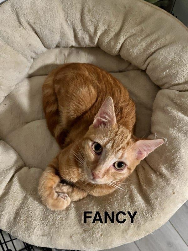 FANCY N. - Lover boy!