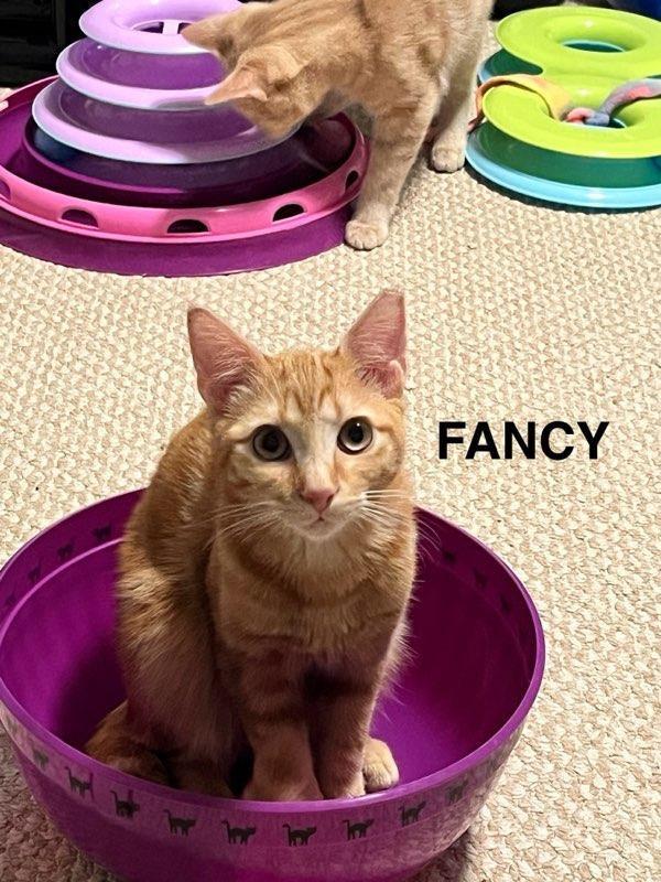 FANCY N. - Lover boy!