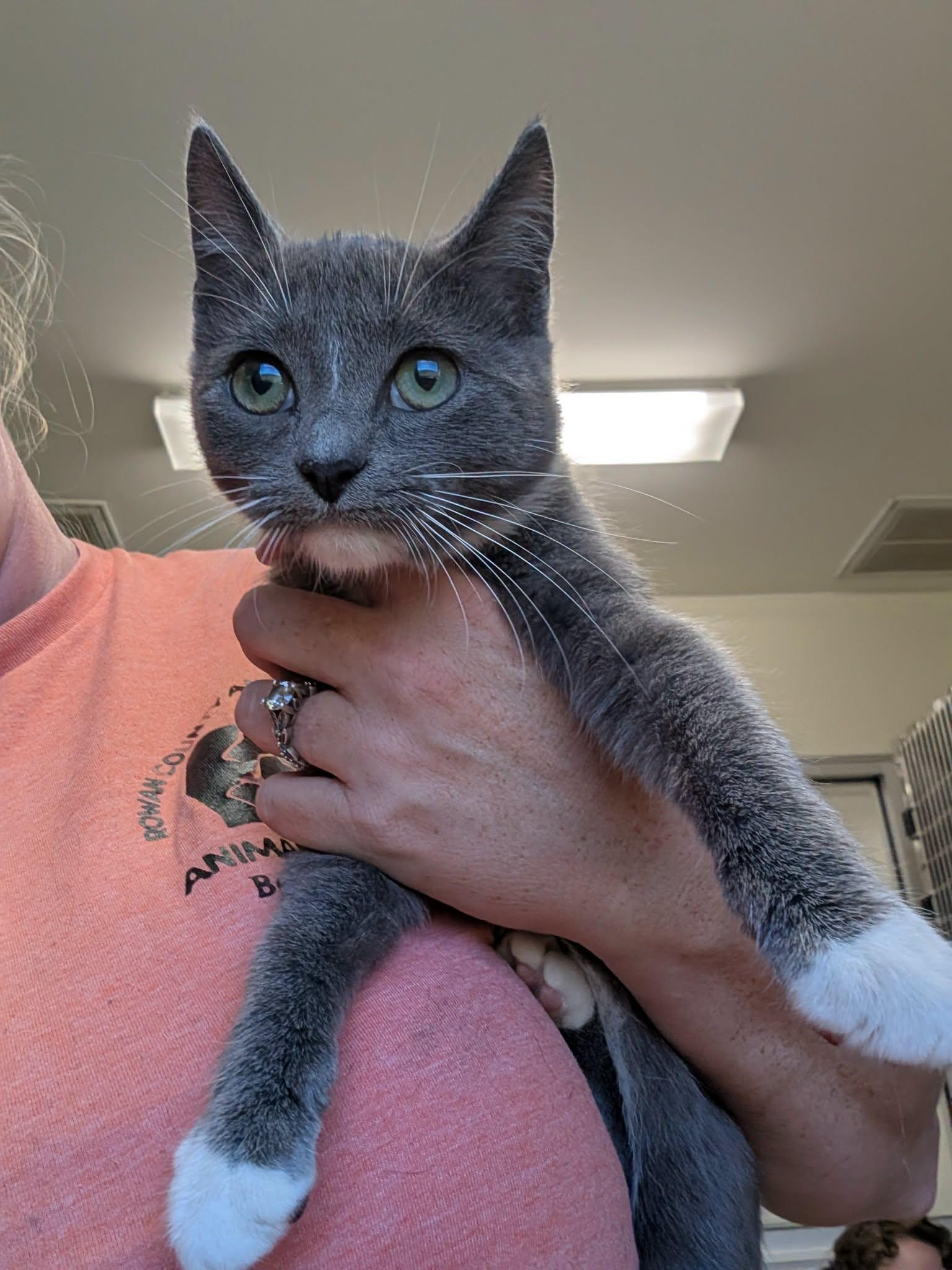 Enlarge Darling, a Adoptable Domestic Short Hair in Salisbury, NC image 1/1