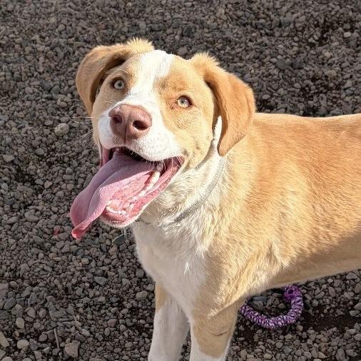 Squiggy, Adoptable, Young Male Anatolian Shepherd.