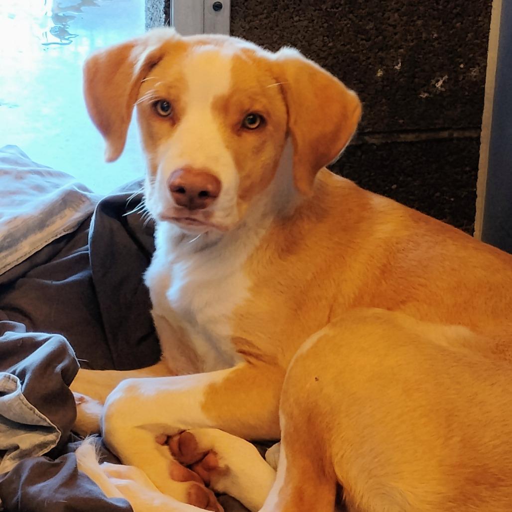 Squiggy, Adoptable, Young Male Anatolian Shepherd.