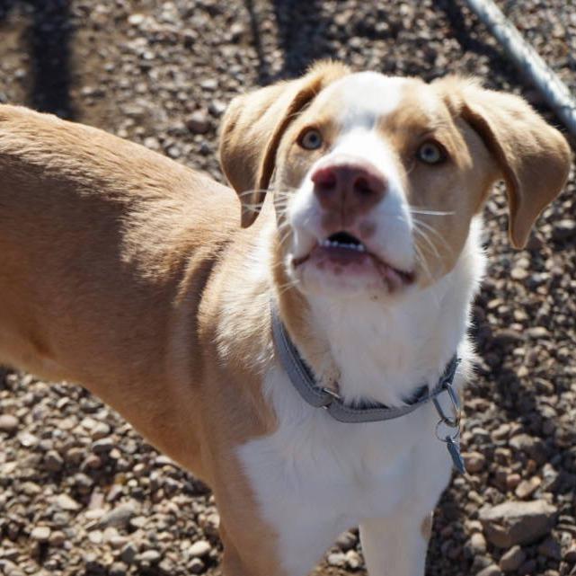 Enlarge Squiggy, a Adoptable Anatolian Shepherd in Show Low, AZ image 2/5
