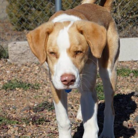 Enlarge Squiggy, a Adoptable Anatolian Shepherd in Show Low, AZ image 3/5