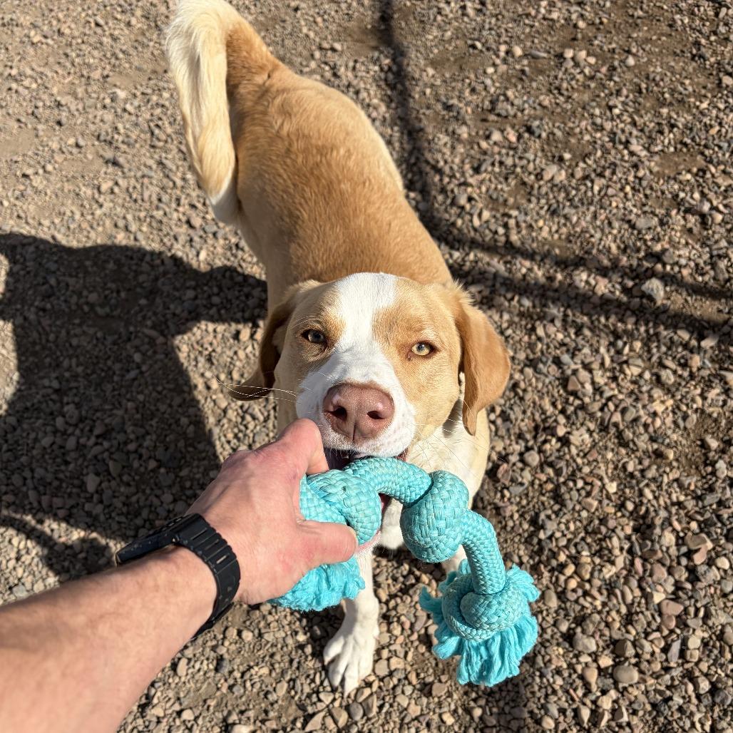 Enlarge Squiggy, a Adoptable Anatolian Shepherd in Show Low, AZ image 3/6