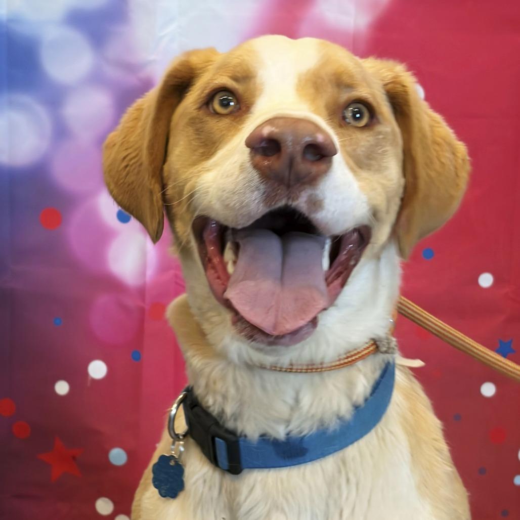 Enlarge Squiggy, a Adoptable Anatolian Shepherd in Show Low, AZ image 4/6