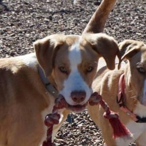 Enlarge Squiggy, a Adoptable Anatolian Shepherd in Show Low, AZ image 4/5