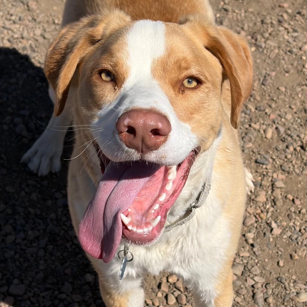 Enlarge Squiggy, a Adoptable Anatolian Shepherd in Show Low, AZ image 5/6