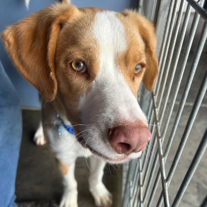 Enlarge Squiggy, a Adoptable Anatolian Shepherd in Show Low, AZ image 5/5