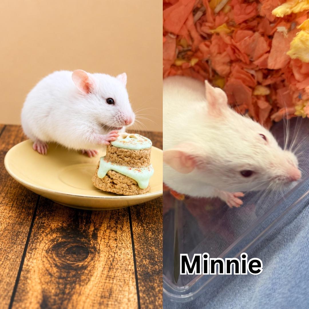 Minnie, Adoptable, Baby Female Hamster.
