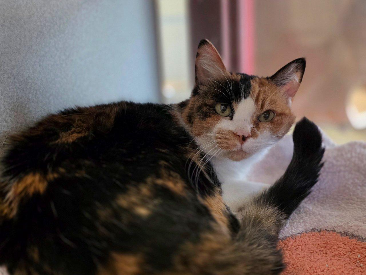 Daisy Mae, Adoptable, Senior Female Domestic Short Hair.
