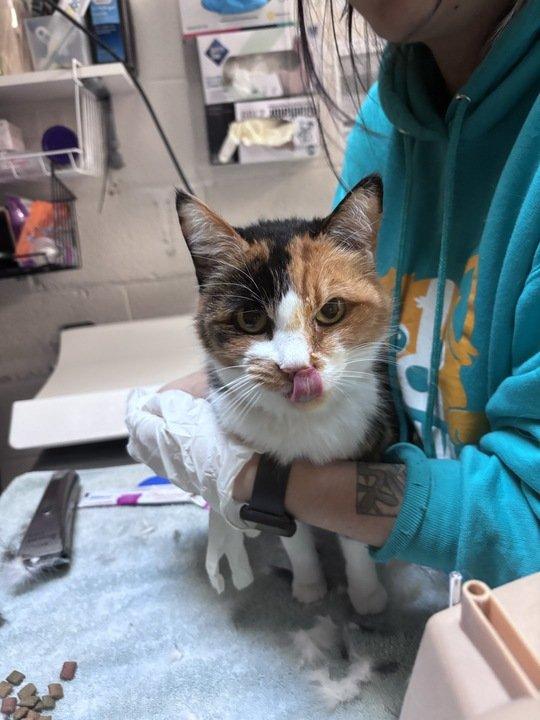 Daisy Mae, a Adoptable Domestic Short Hair in Raleigh, NC image 2/4