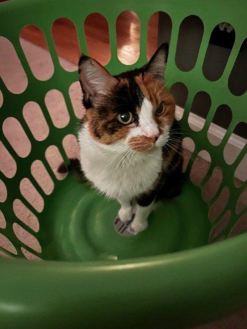 Daisy Mae, a Adoptable Domestic Short Hair in Raleigh, NC image 3/4
