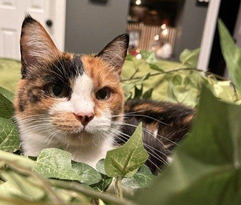 Enlarge Daisy Mae, a Adoptable Domestic Short Hair in Raleigh, NC image 4/5