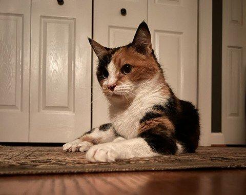 Daisy Mae, a Adoptable Domestic Short Hair in Raleigh, NC image 4/4
