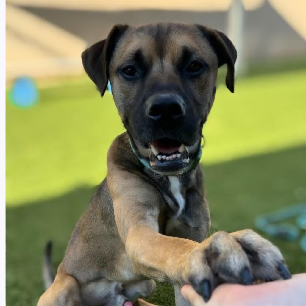 Enlarge Morris, a Adoptable mixed breed in Melrose, FL image 1/1