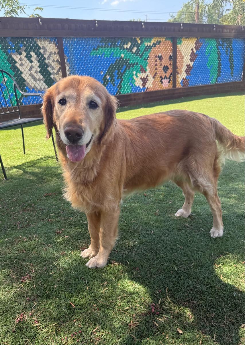 Enlarge Princess Grace, a Adoptable Golden Retriever in Temecula, CA image 2/3