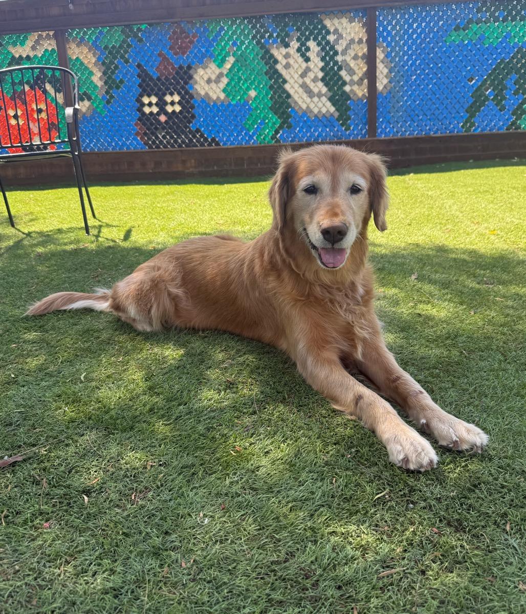 Enlarge Princess Grace, a Adoptable Golden Retriever in Temecula, CA image 3/3