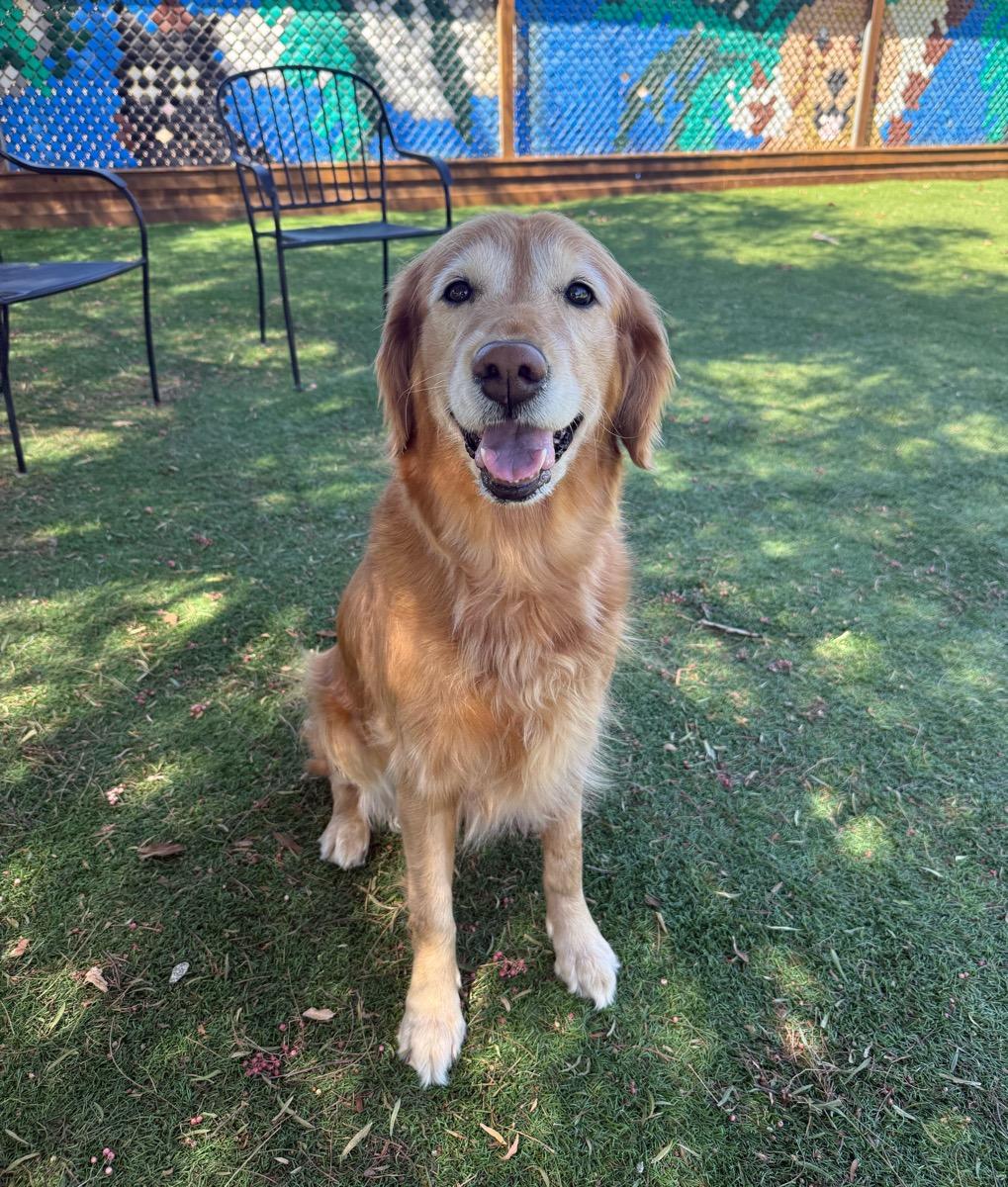 Princess Grace, Adoptable, Senior Female Golden Retriever.