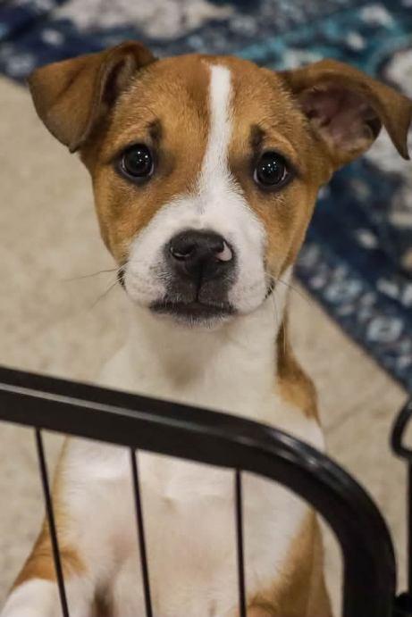 Enlarge Kimberly, a Adoptable mixed breed in Kingston, NY image 2/2