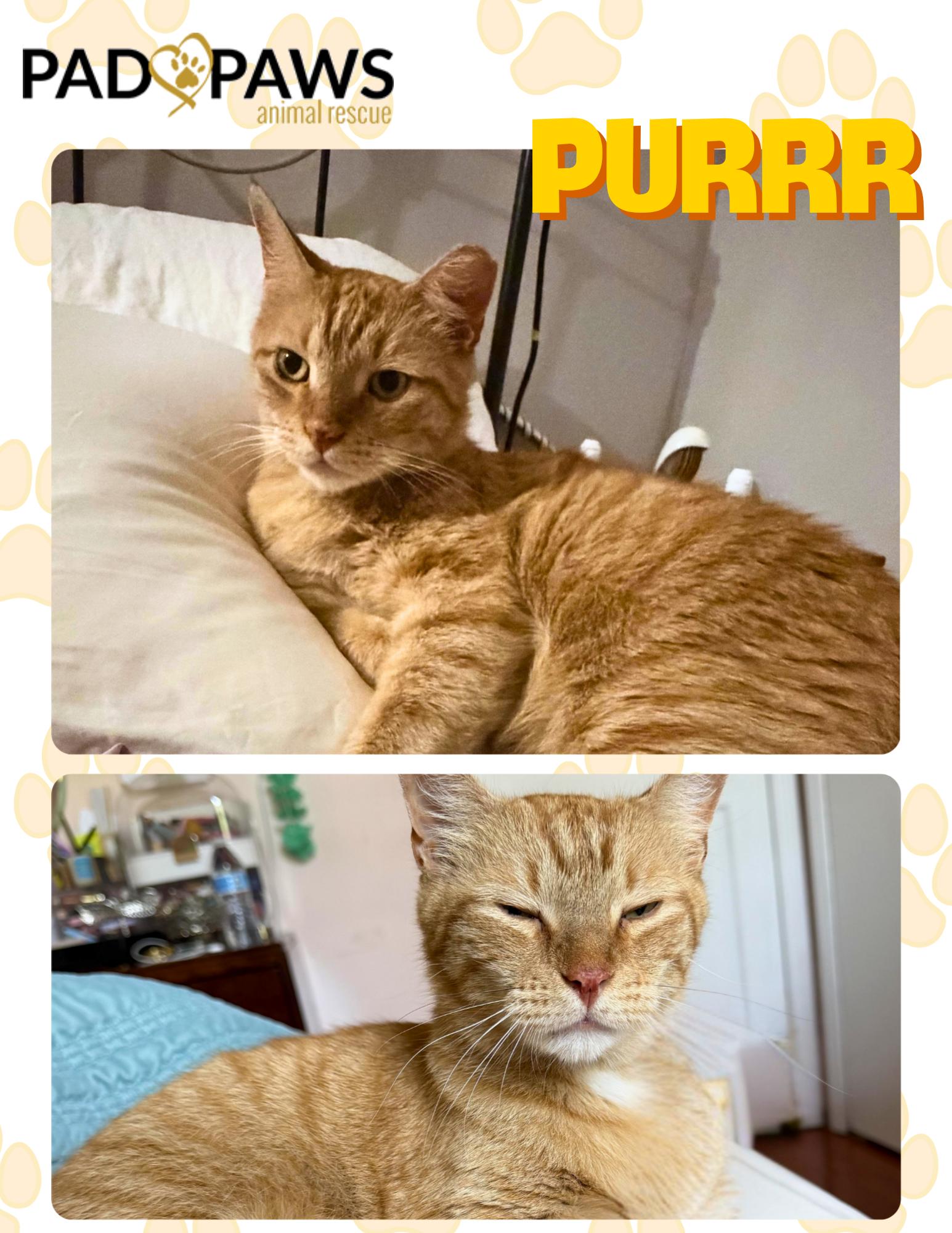 Pedro the Cuddle Bug, a ADOPTABLE Domestic Short Hair in Jersey City, NJ image 2/3