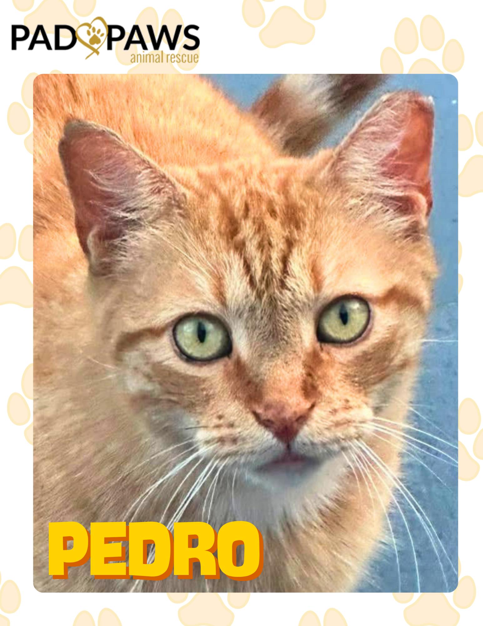 Pedro the Cuddle Bug, a ADOPTABLE Domestic Short Hair in Jersey City, NJ image 1/3
