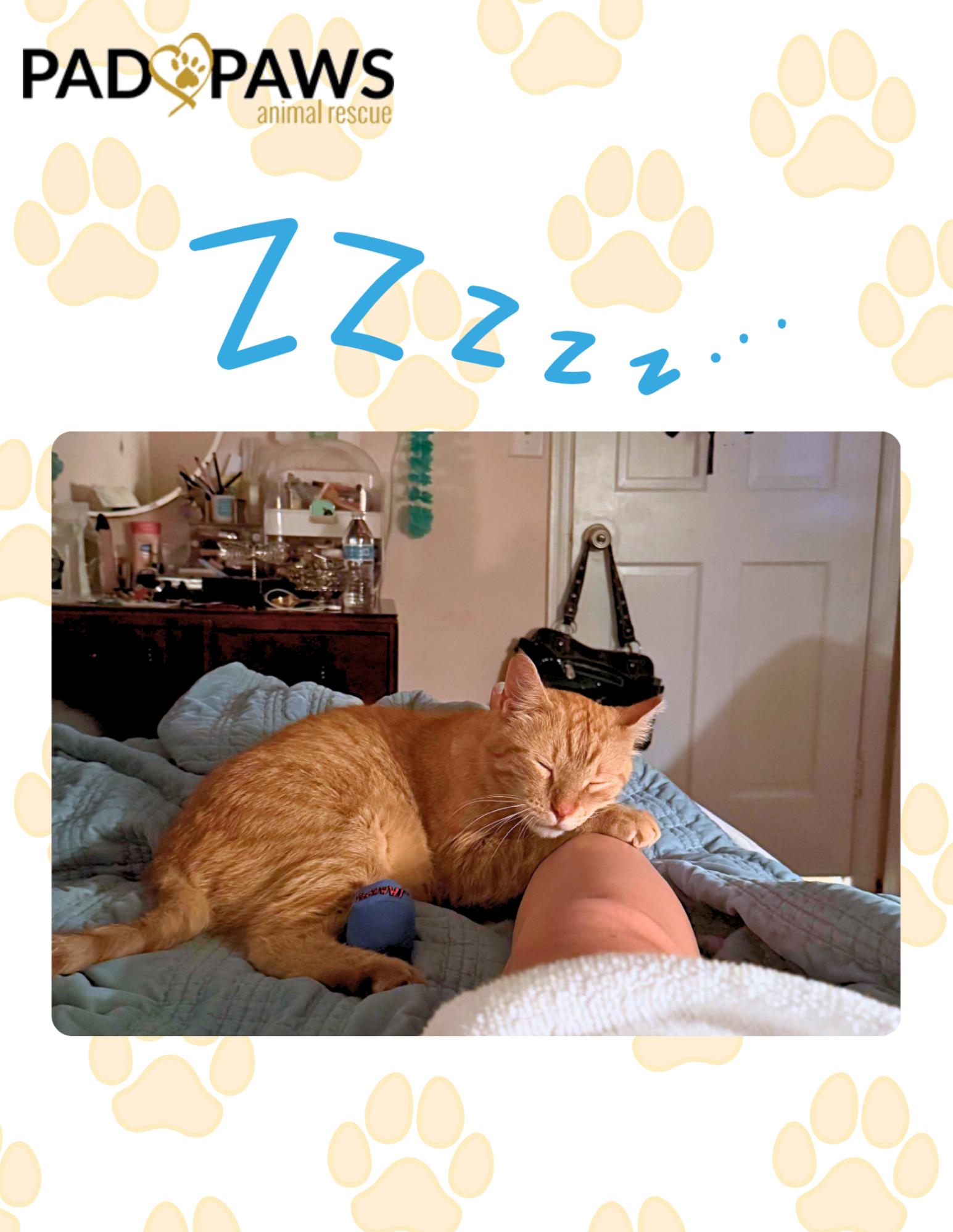 Pedro the Cuddle Bug, a ADOPTABLE Domestic Short Hair in Jersey City, NJ image 3/3
