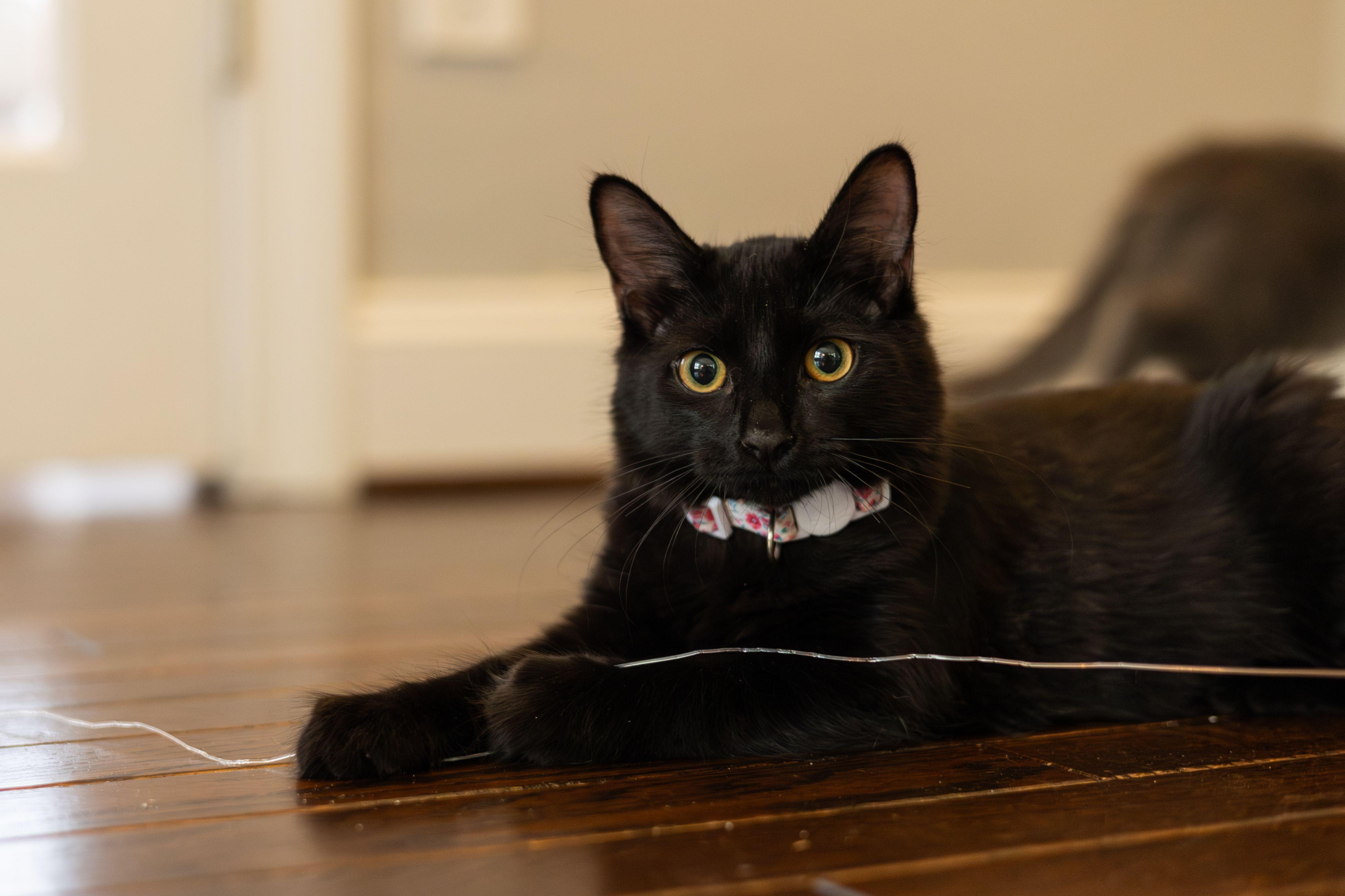 Winnie, a Adoptable Domestic Medium Hair in Avondale Estates, GA image 5/5