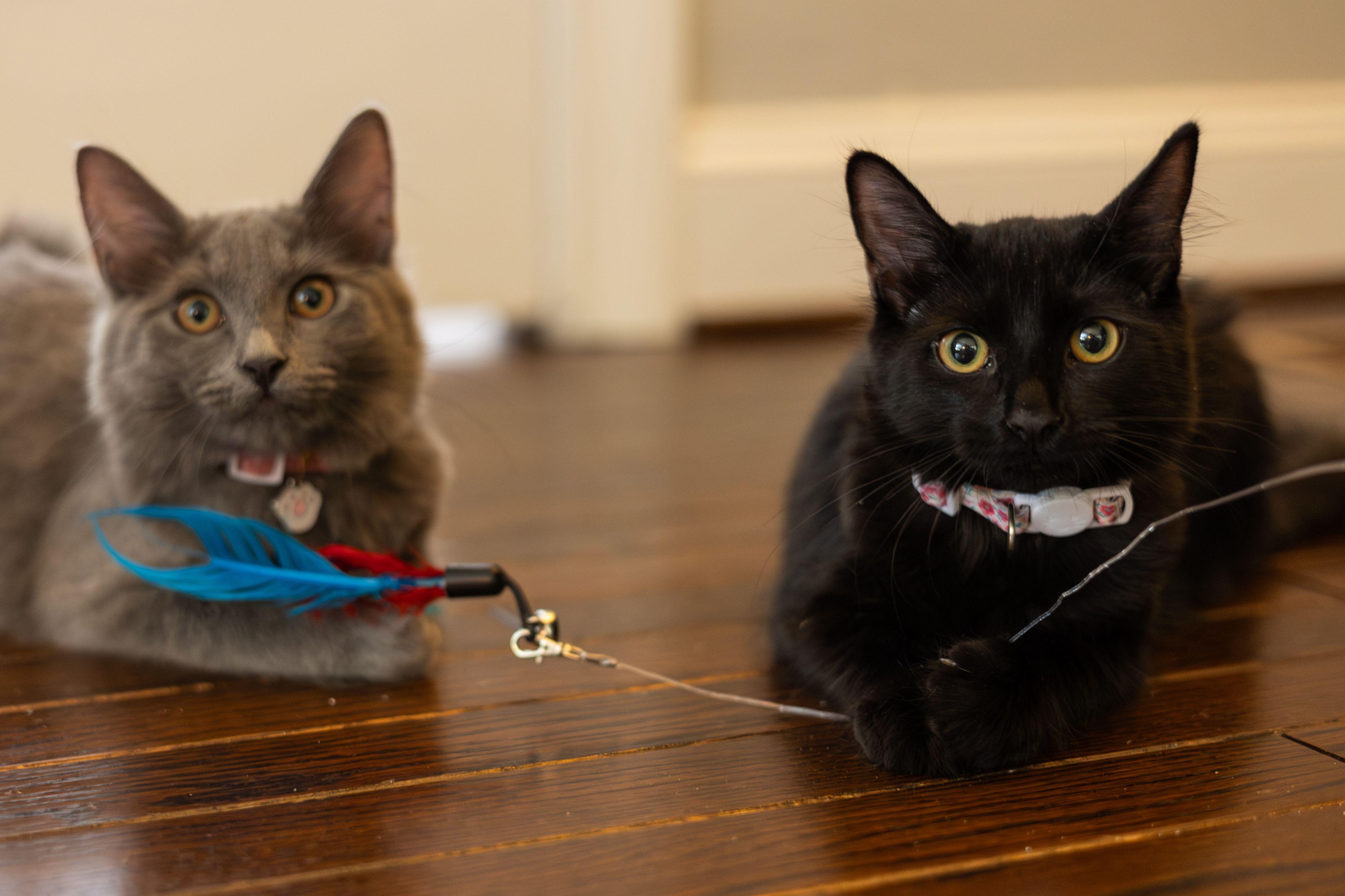 Winnie, a Adoptable Domestic Medium Hair in Avondale Estates, GA image 3/5