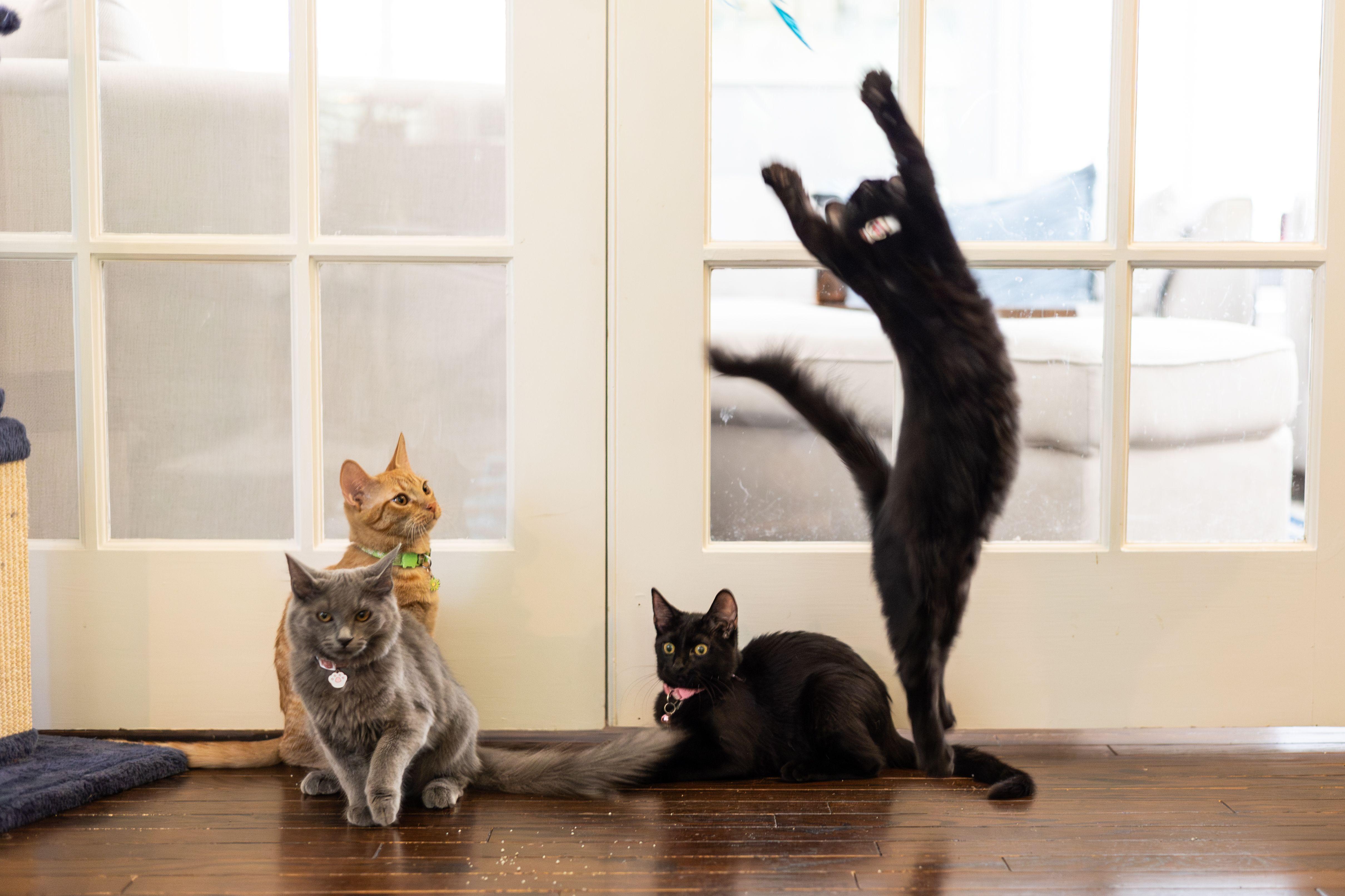 Winnie, a Adoptable Domestic Medium Hair in Avondale Estates, GA image 4/5