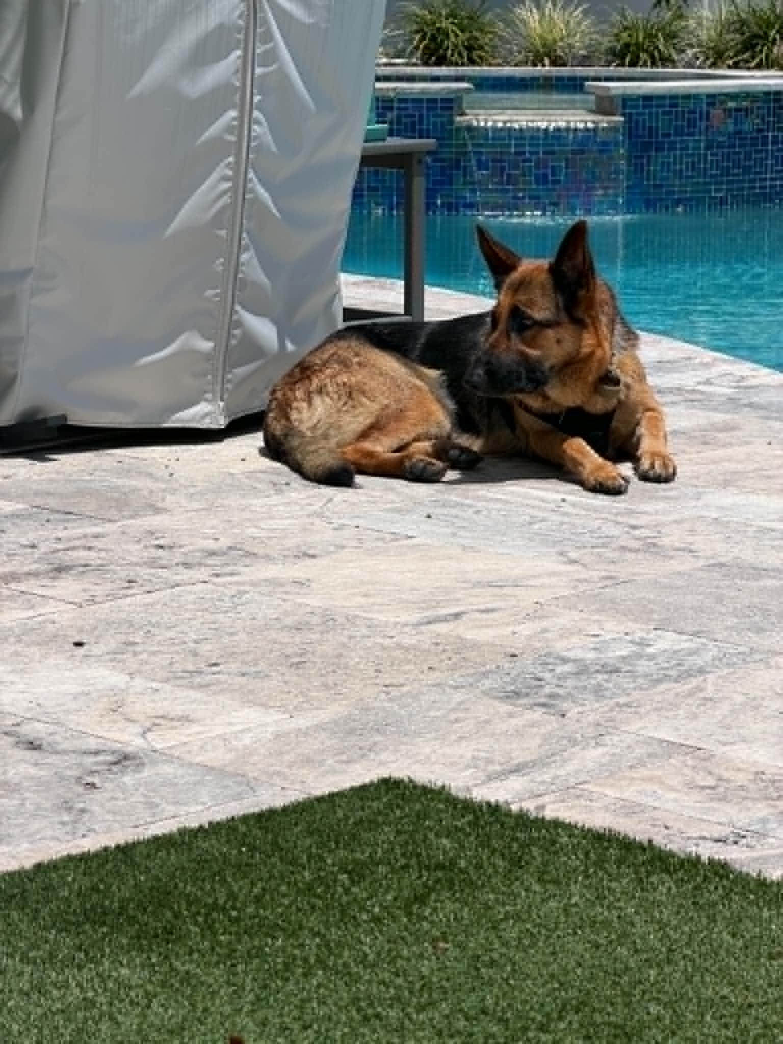 Piper 3168, Adoptable, Young Female German Shepherd Dog.