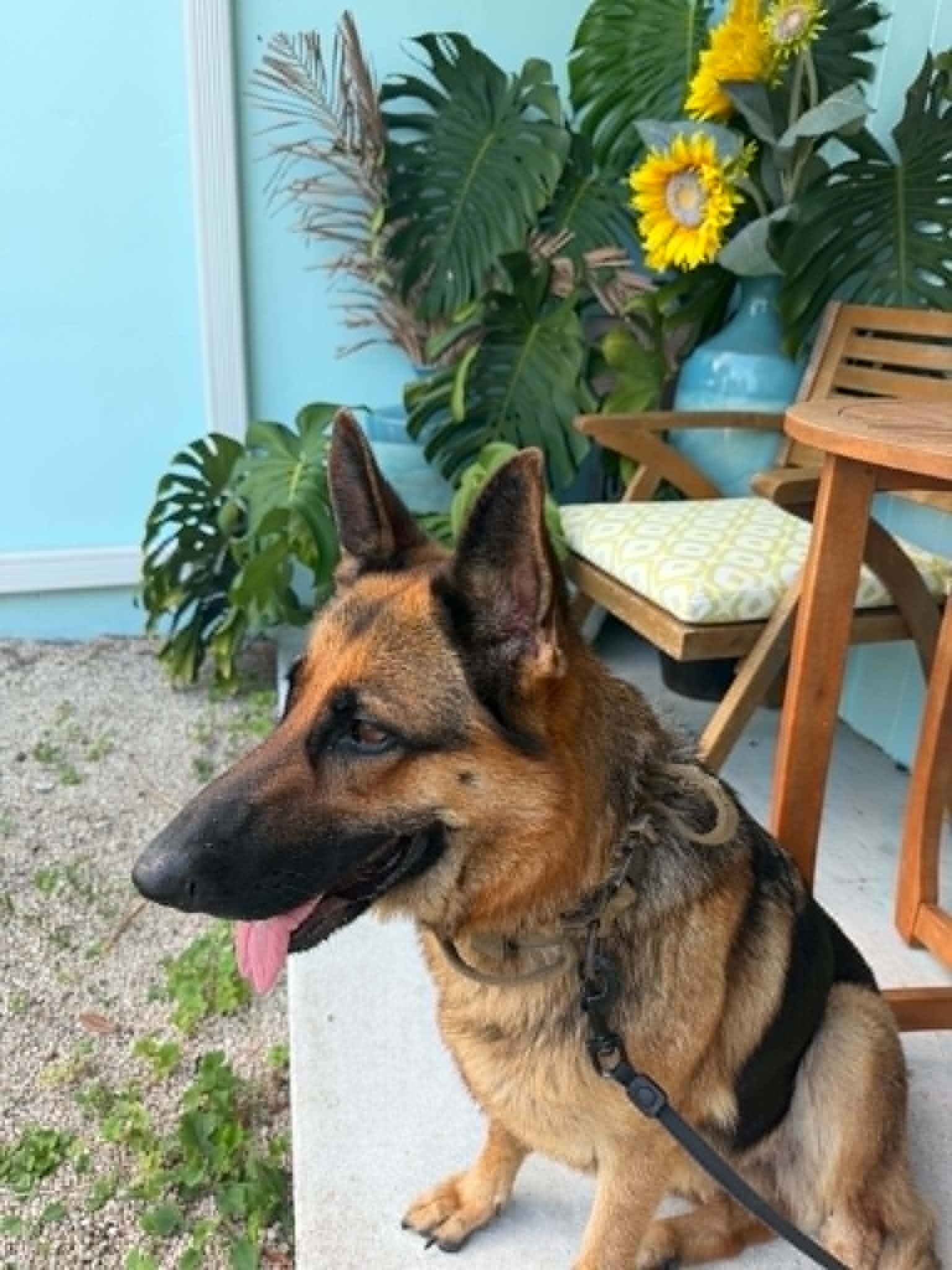 Enlarge Piper 3168, a Adoptable German Shepherd Dog in Pompano Beach, FL image 2/3