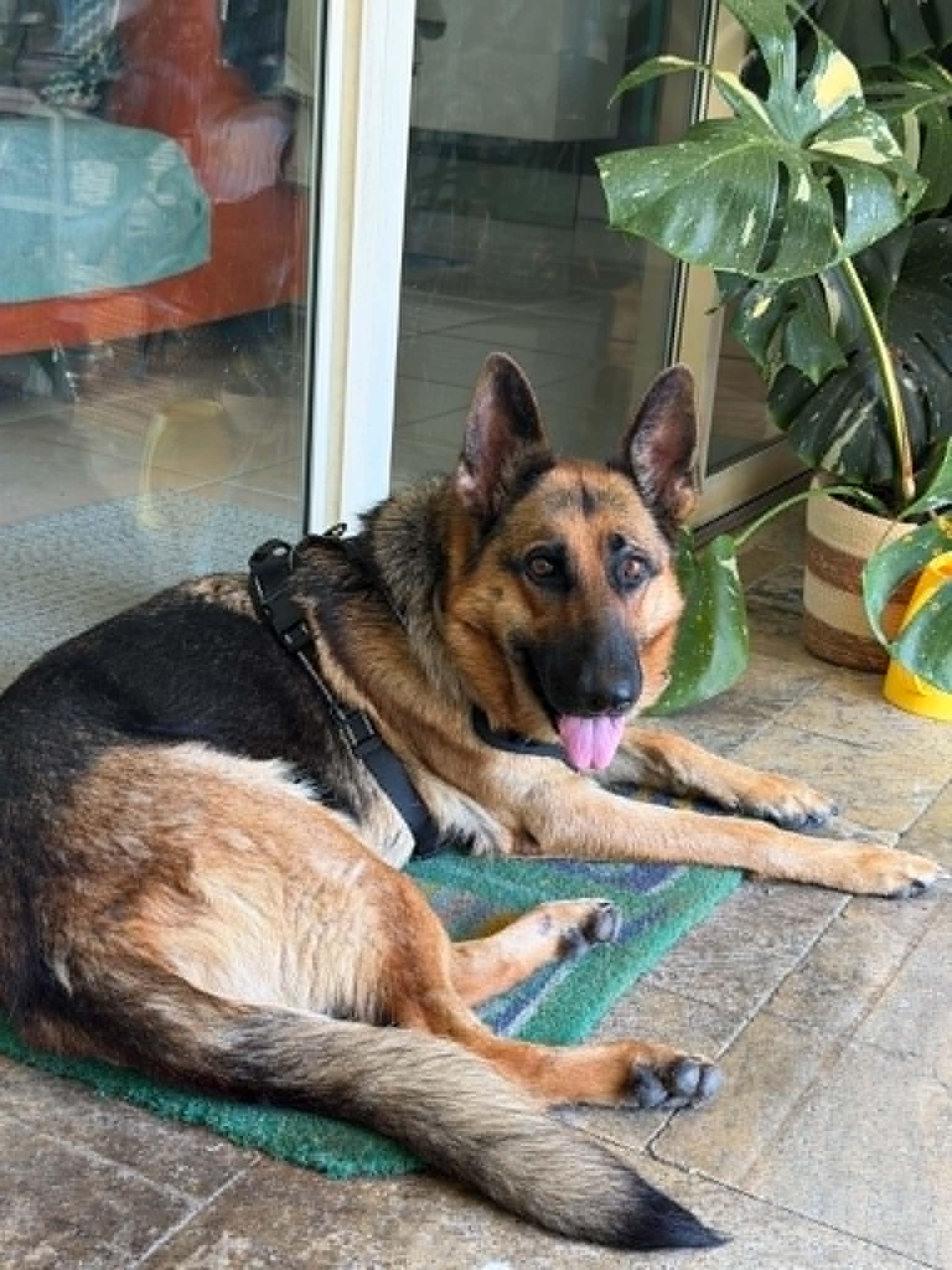 Enlarge Piper 3168, a Adoptable German Shepherd Dog in Pompano Beach, FL image 3/3