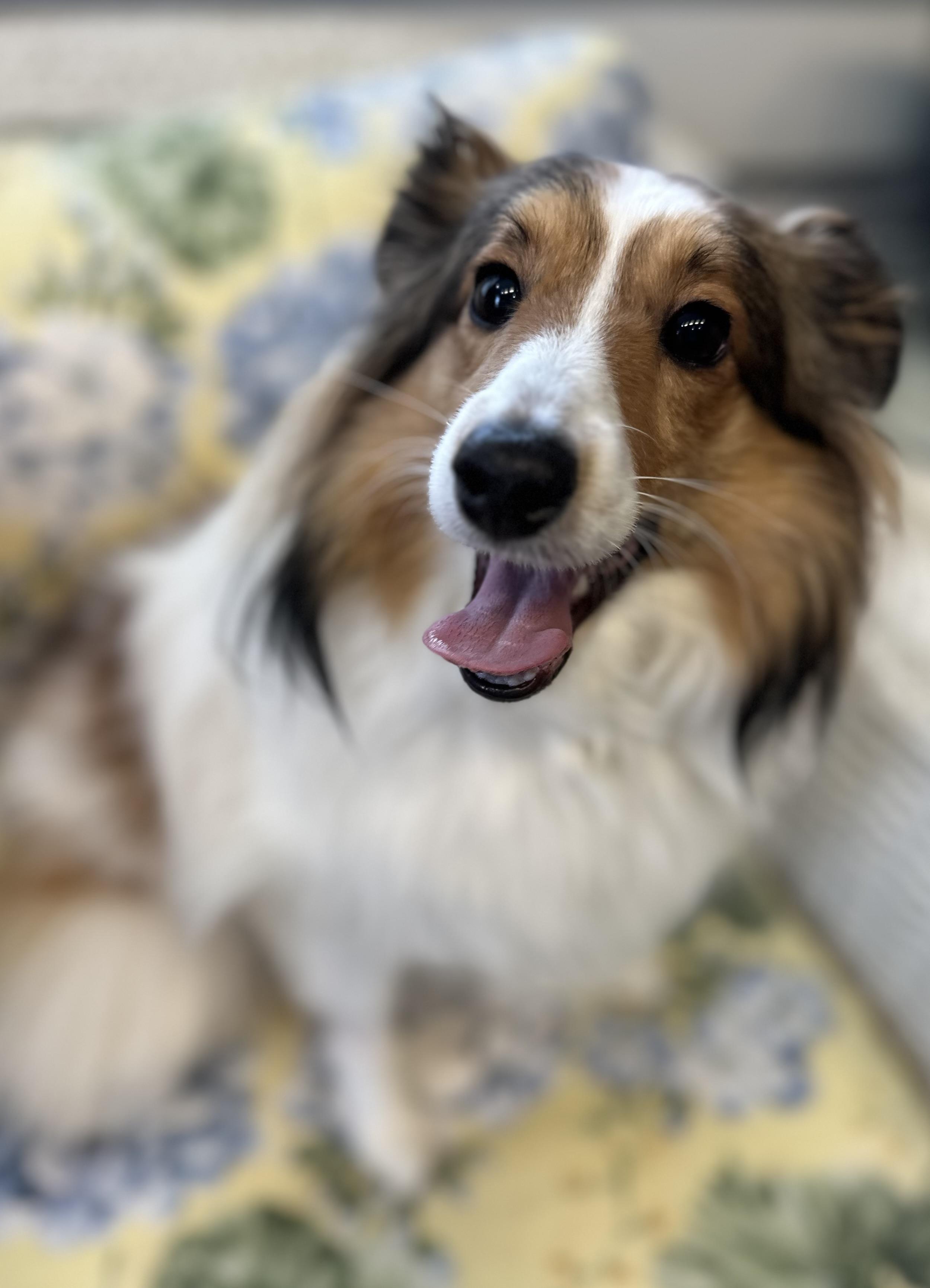 Enlarge Bunny, an adopted mixed breed in Lawrenceville, GA image 4/6