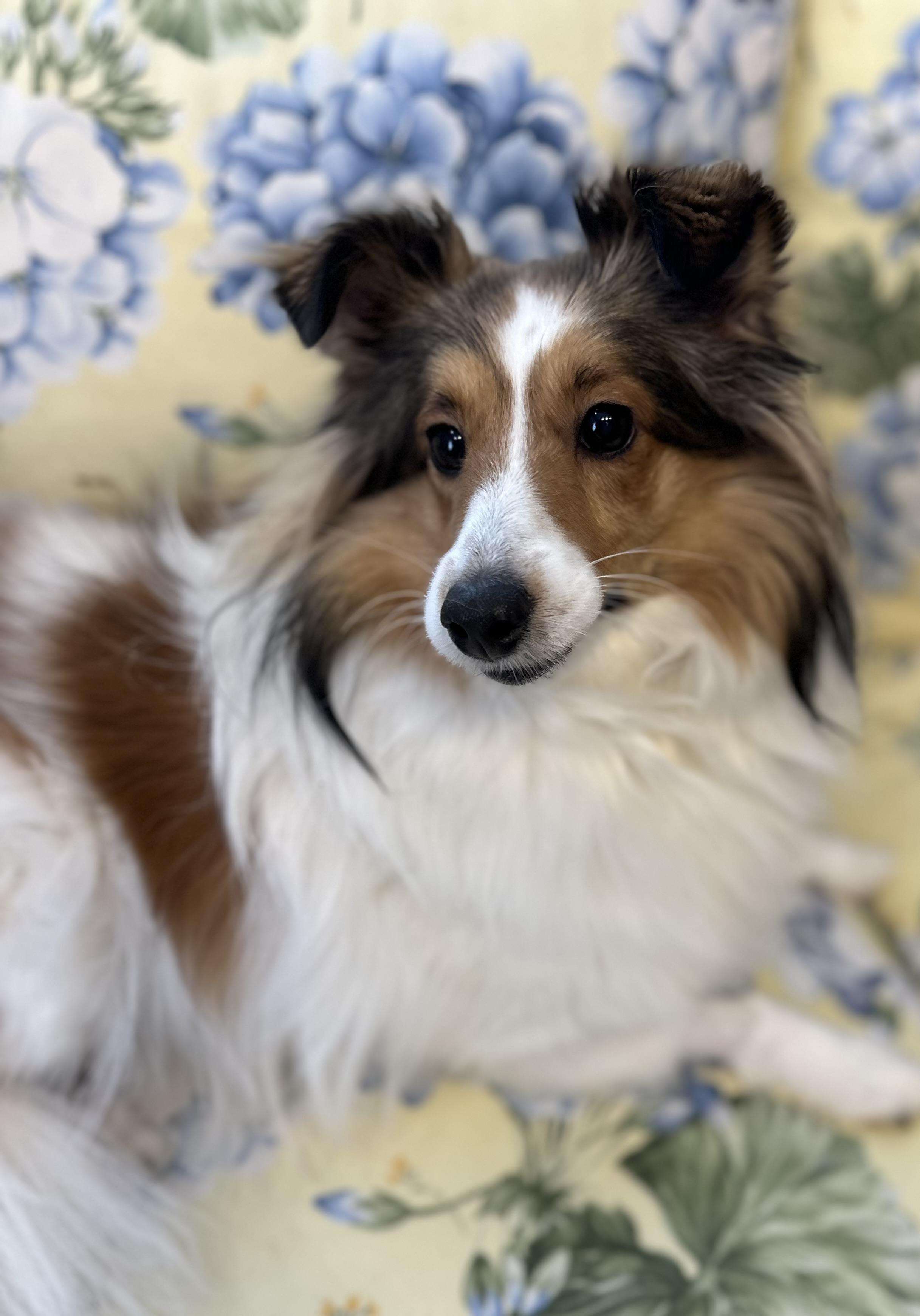 Enlarge Bunny, an adopted mixed breed in Lawrenceville, GA image 3/6