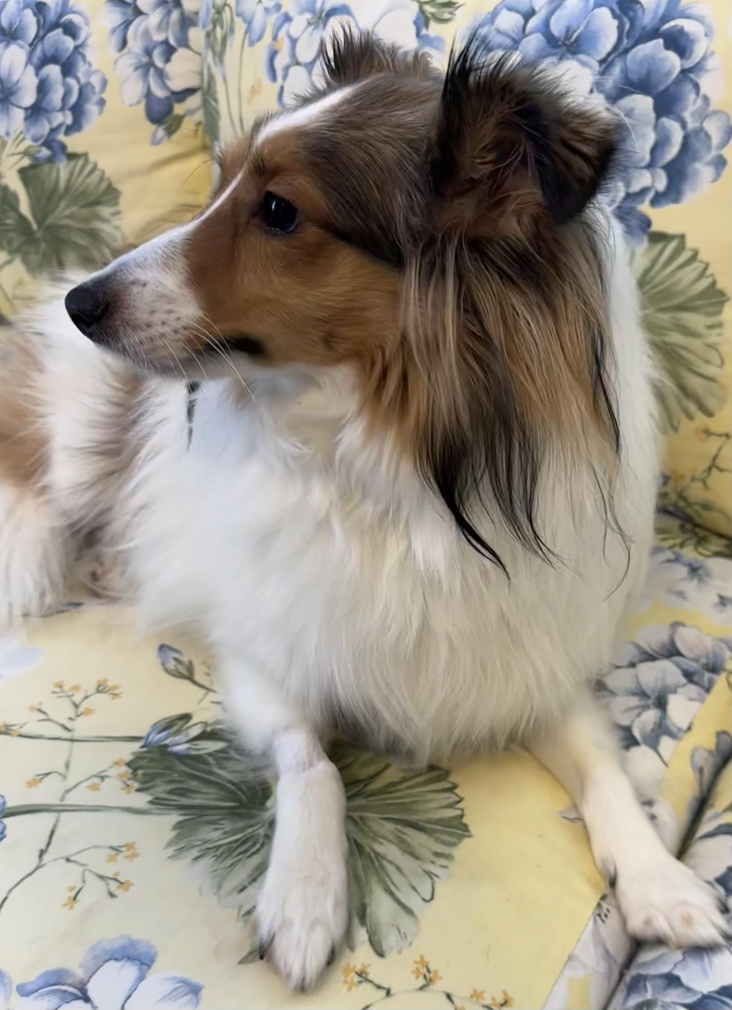 Enlarge Bunny, an adopted mixed breed in Lawrenceville, GA image 5/6