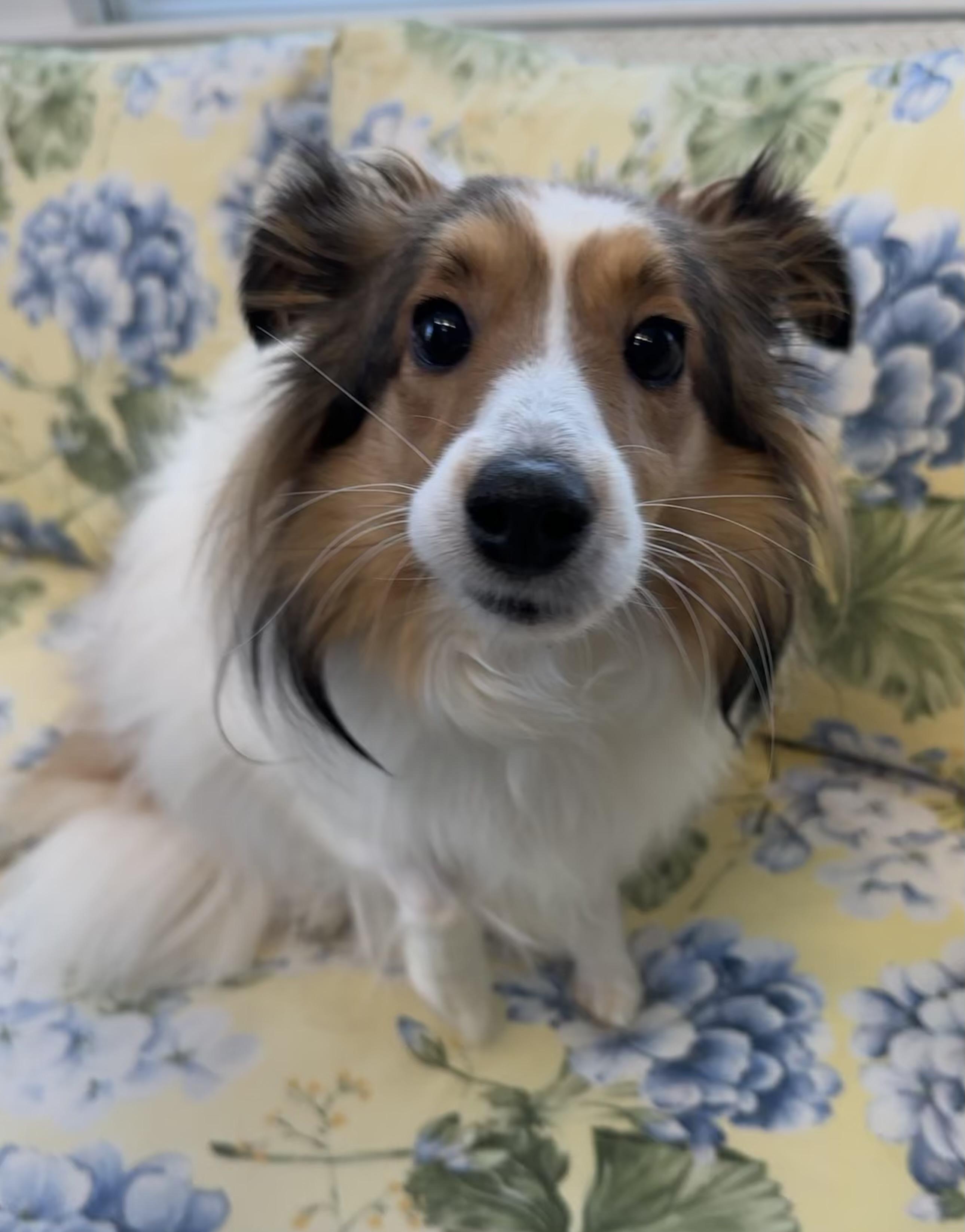 Enlarge Bunny, an adopted mixed breed in Lawrenceville, GA image 2/6