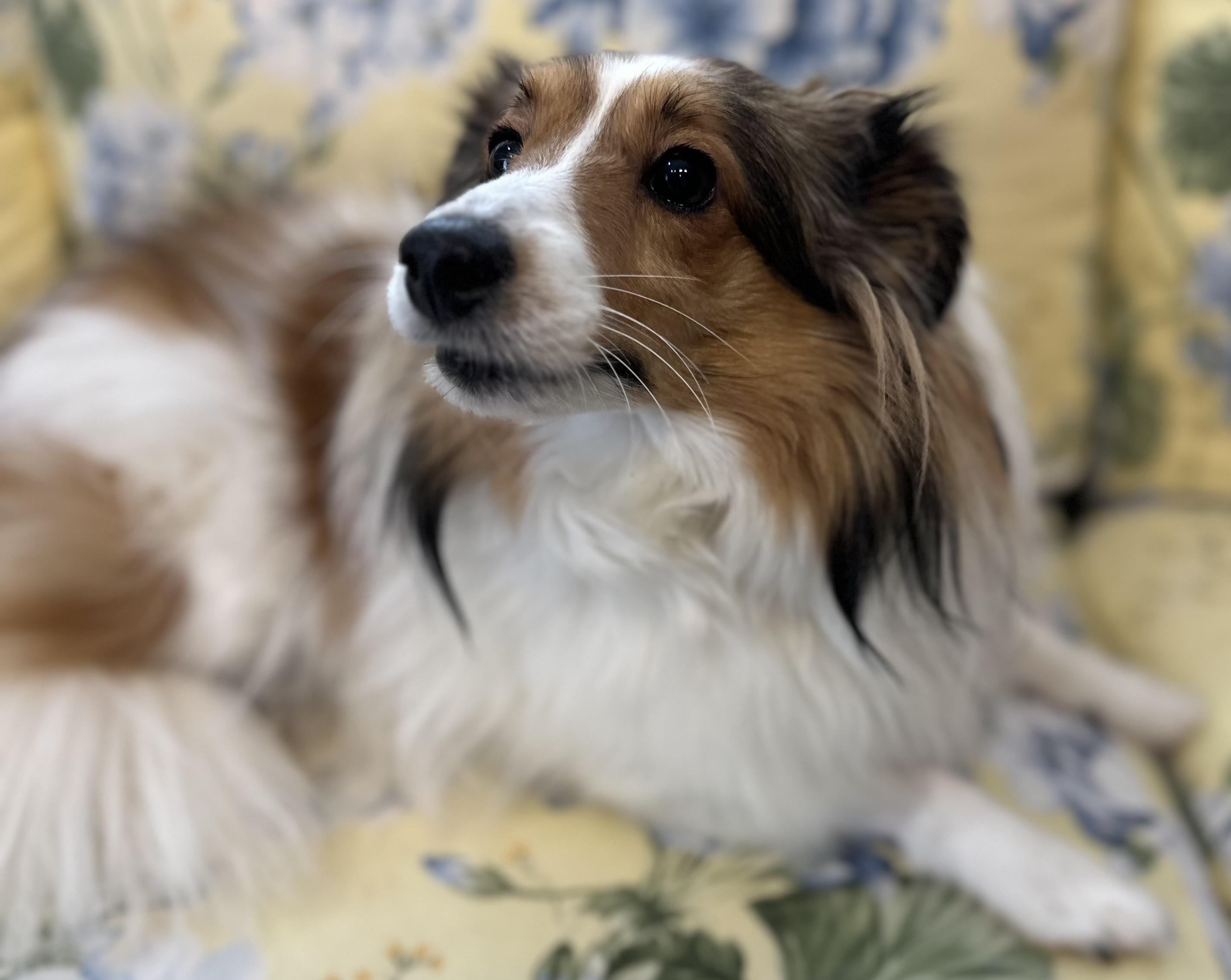 Enlarge Bunny, an adopted mixed breed in Lawrenceville, GA image 6/6