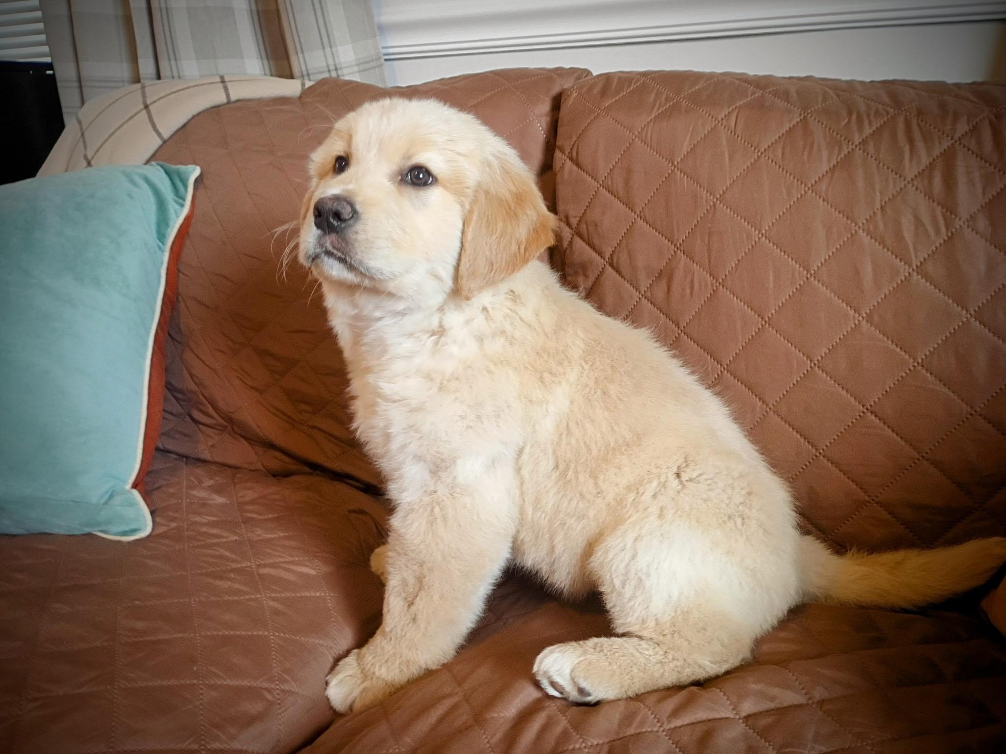 Huckleberry, an adopted Golden Retriever in Parsippany , NJ image 4/5