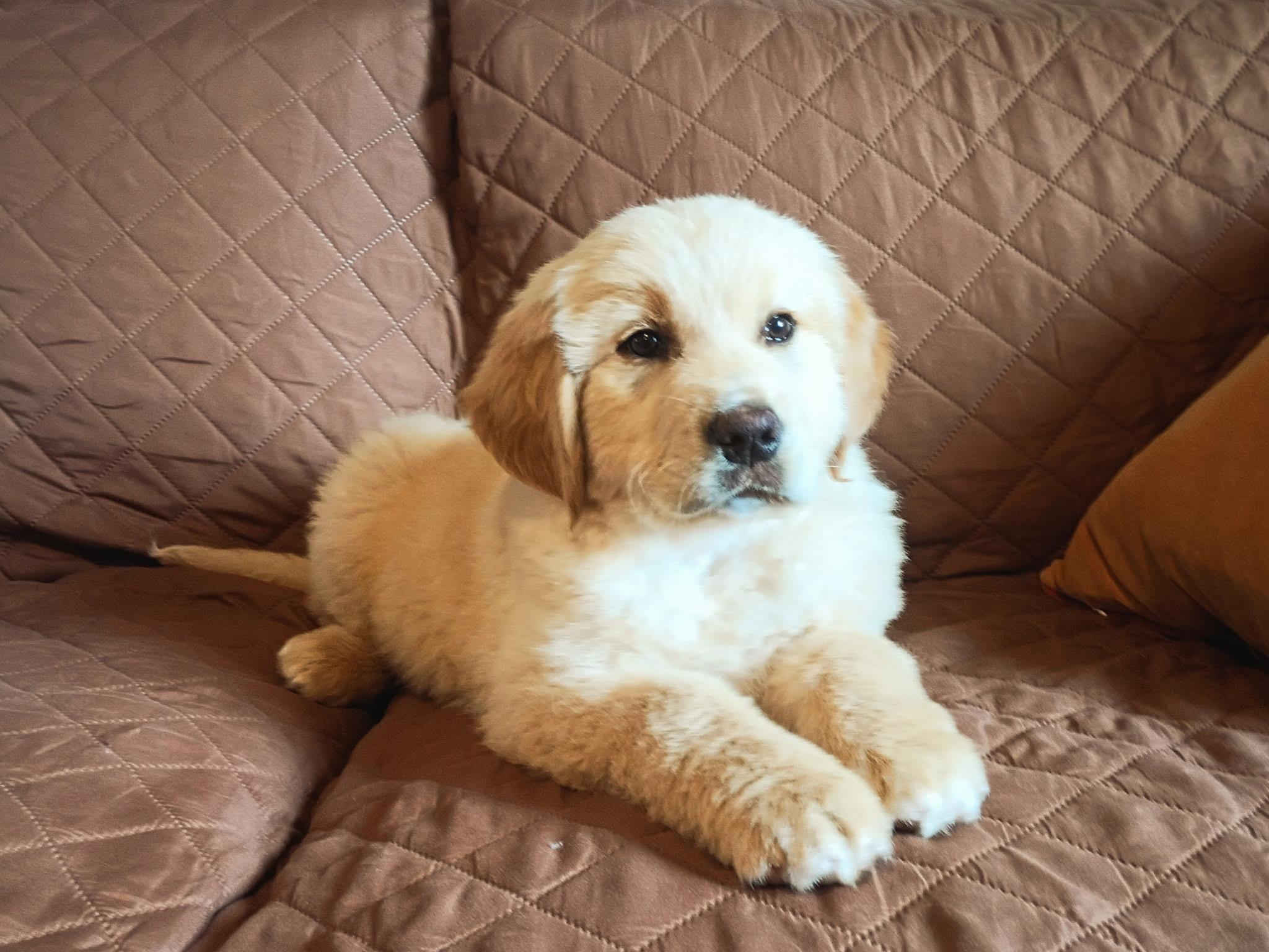 Huckleberry, an adopted Golden Retriever in Parsippany , NJ image 3/5