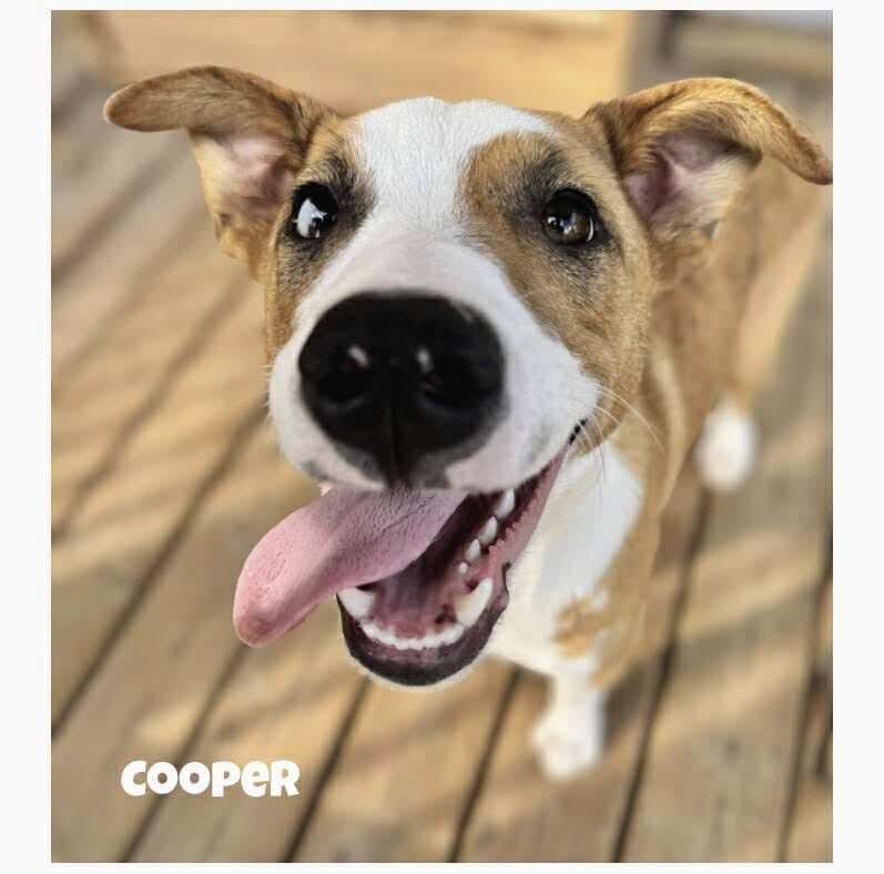 Cooper, an adoptable Australian Cattle Dog / Blue Heeler in Winnipeg, MB, R2C 1P2 | Photo Image 1