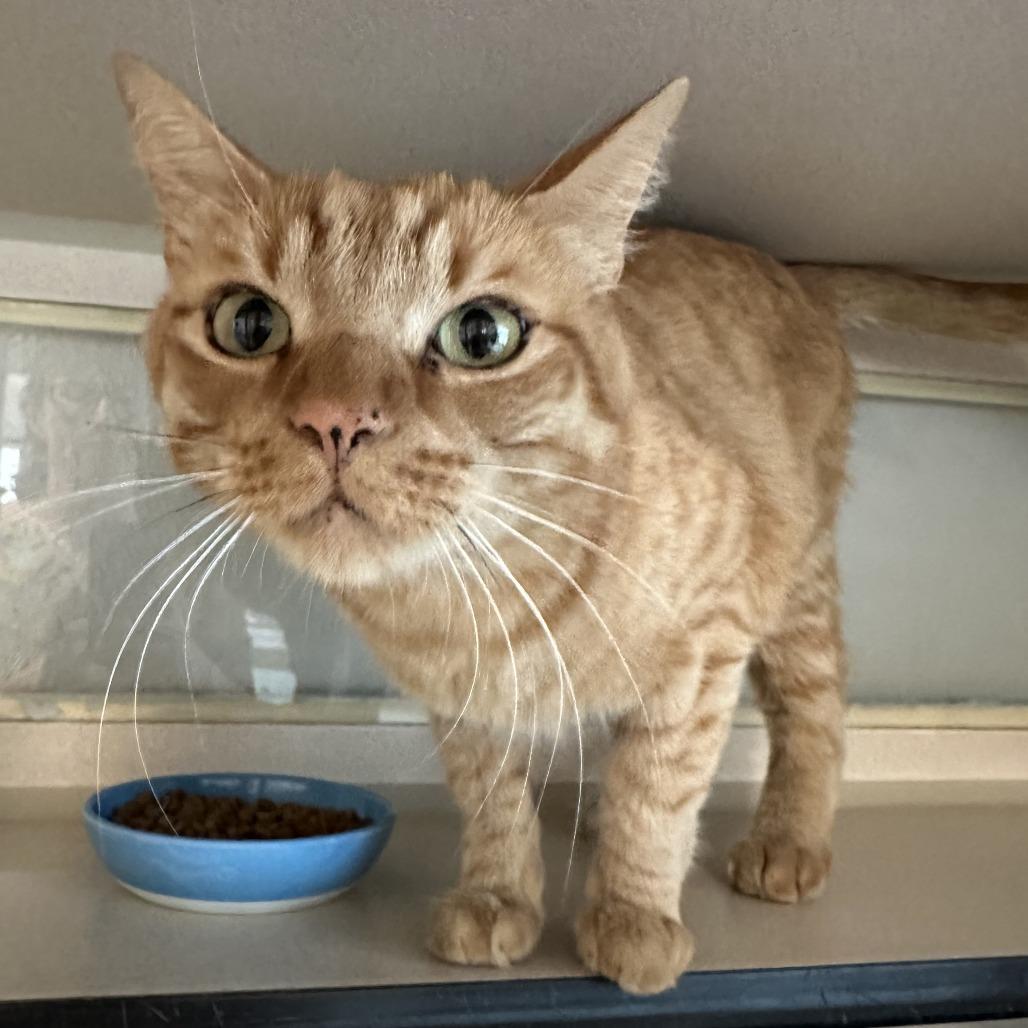 Enlarge Haney, a Adoptable Domestic Short Hair in Durango, CO image 1/2