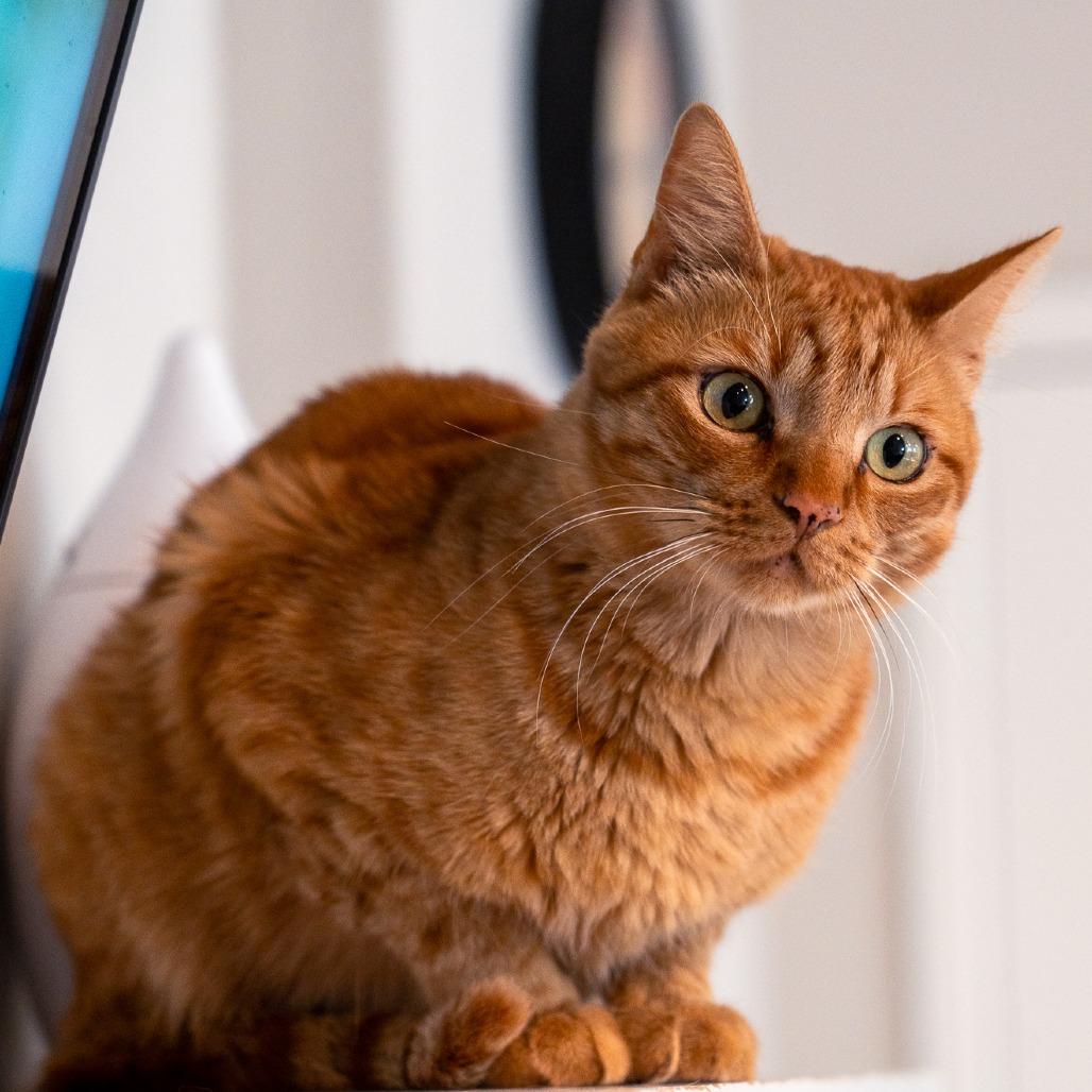 Enlarge Haney, a Adoptable Domestic Short Hair in Durango, CO image 2/2