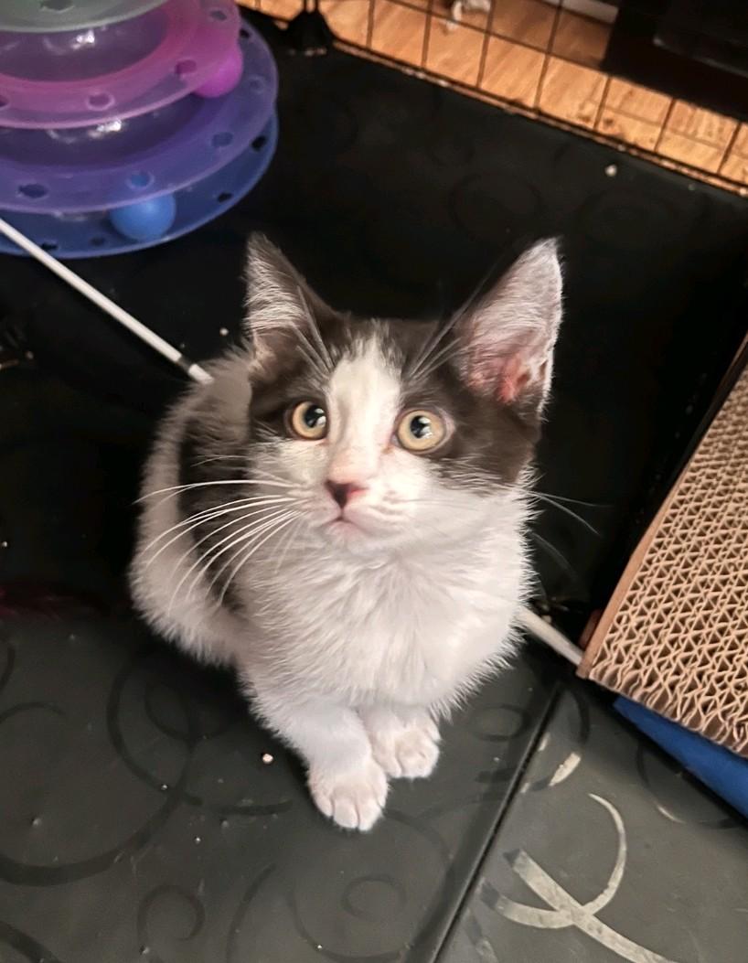 Oreo, Adoptable, Kitten Male Domestic Medium Hair.