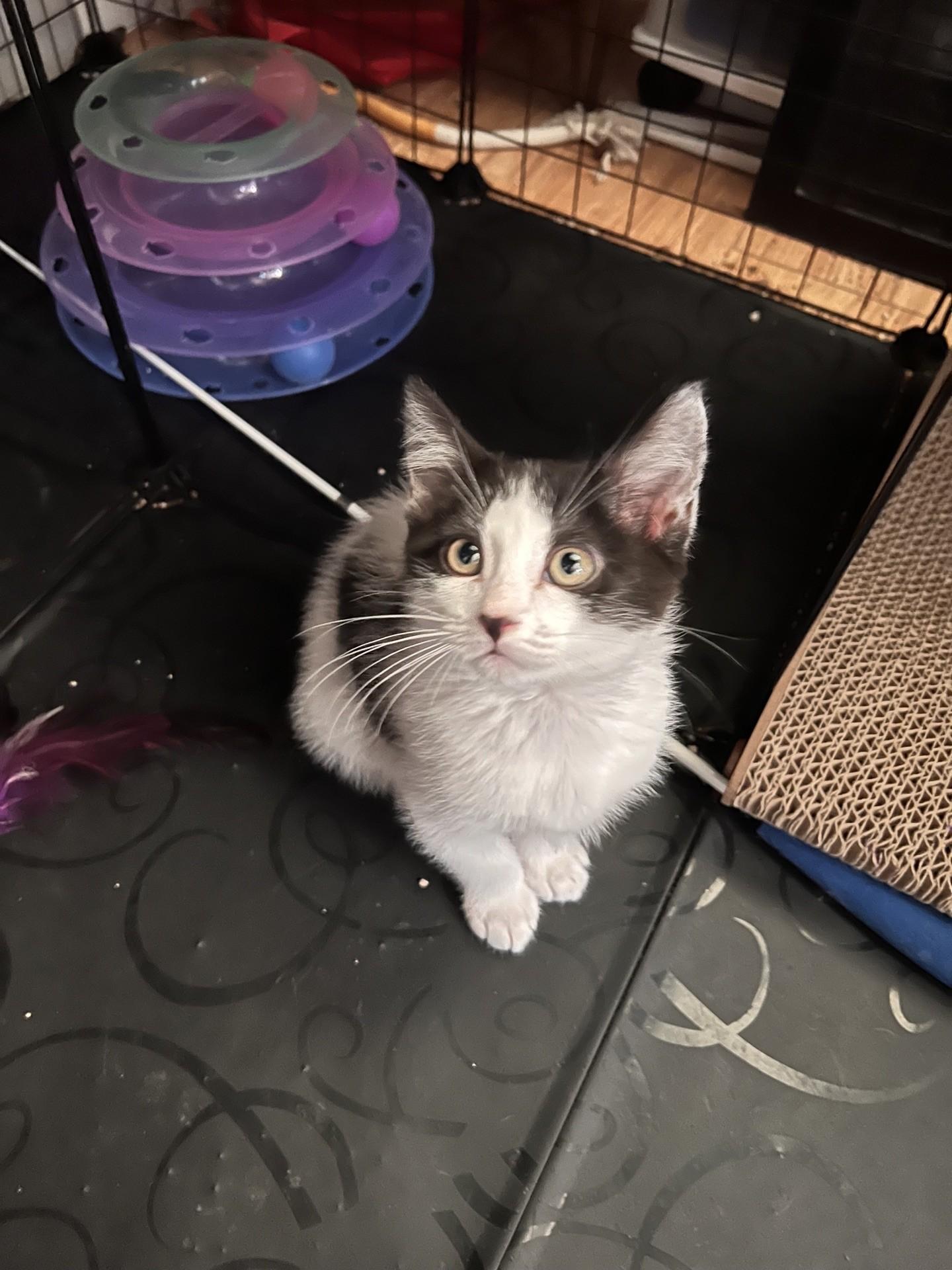 Enlarge Oreo, a Adoptable Domestic Medium Hair in Reno, NV image 4/4